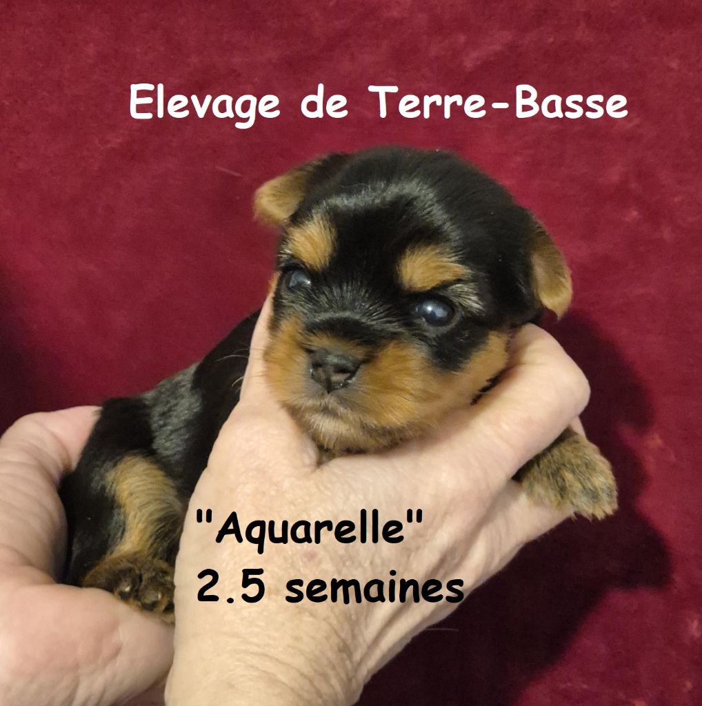 de terre basse - Chiot disponible  - Yorkshire Terrier