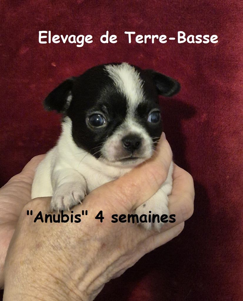 de terre basse - Chiot disponible  - Chihuahua