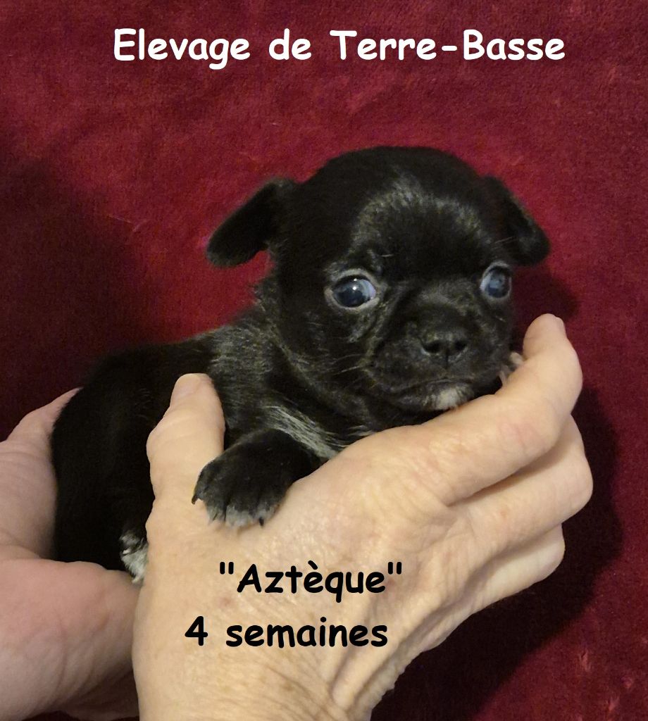 de terre basse - Chiot disponible  - Chihuahua