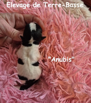 ANUBIS