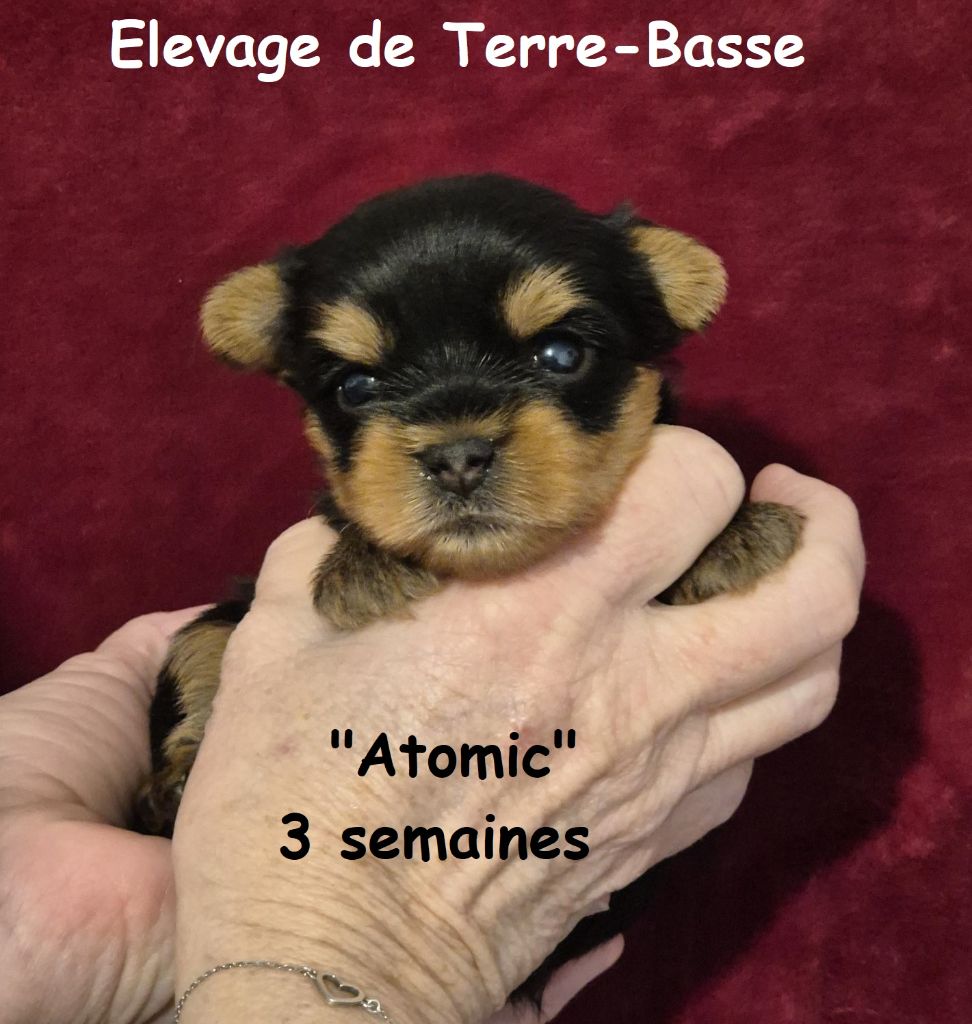 de terre basse - Chiot disponible  - Yorkshire Terrier