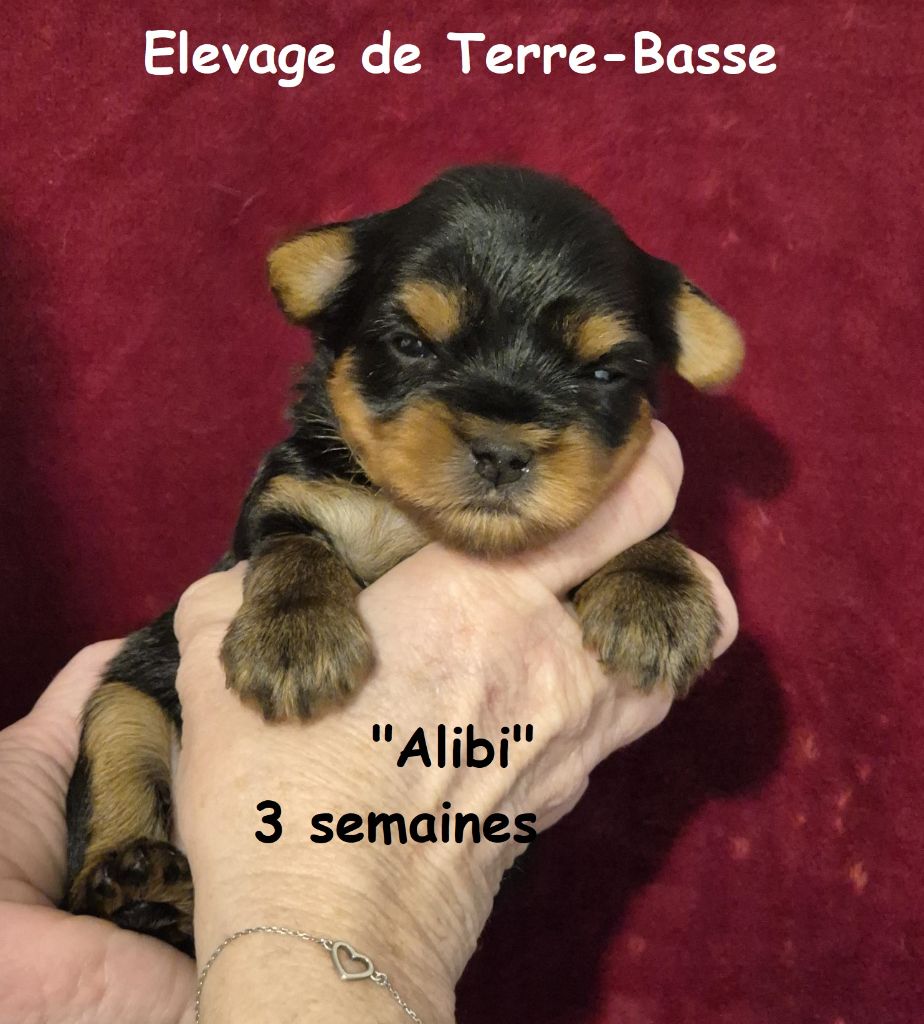 de terre basse - Chiot disponible  - Yorkshire Terrier