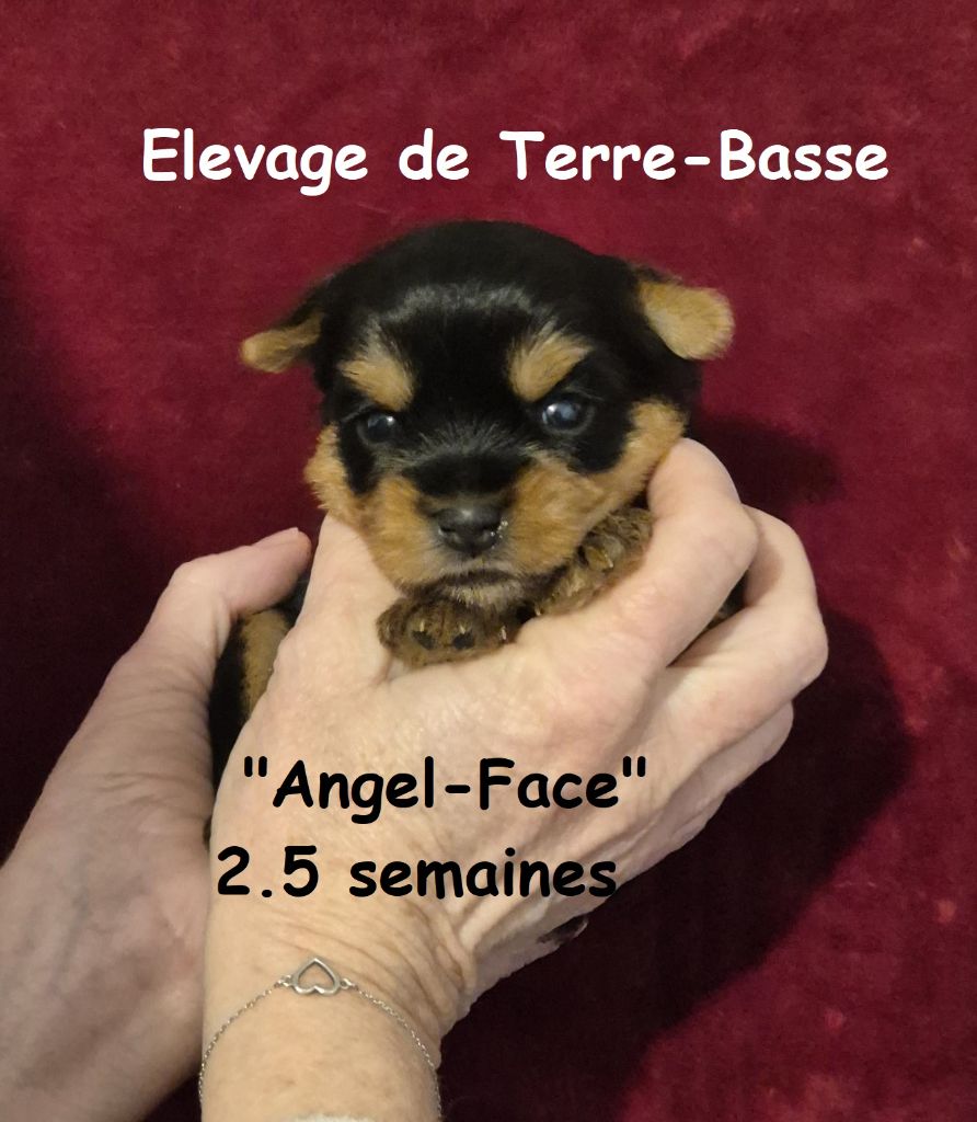 de terre basse - Chiot disponible  - Yorkshire Terrier