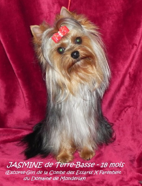 Jasmine de terre basse
