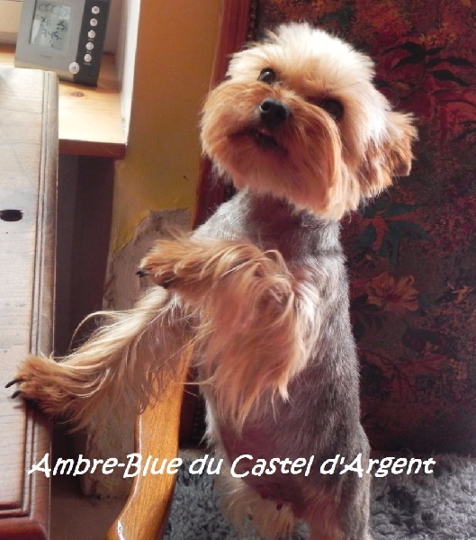 Ambre blue du Castel d argent