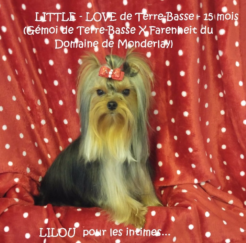Little-love de terre basse