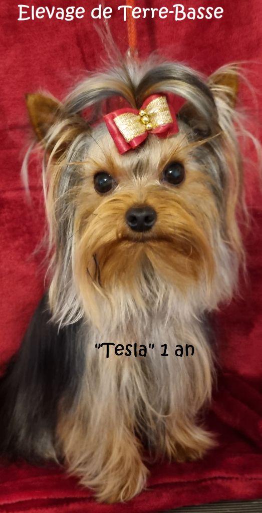 Tesla (Sans Affixe)