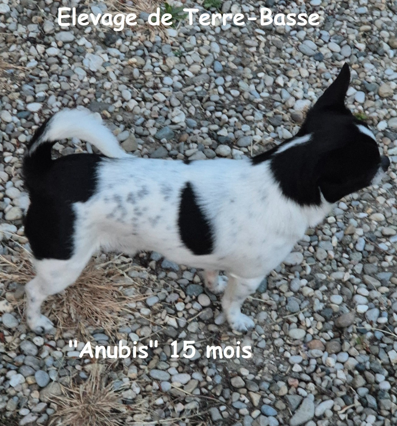 Anubis dit Pépito de terre basse