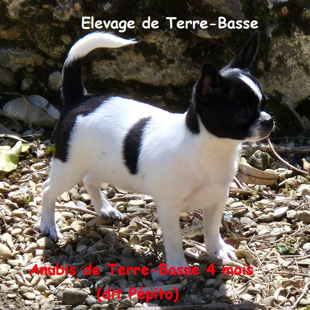 Anubis dit pépito de terre basse