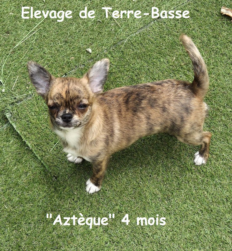 Azteque de terre basse