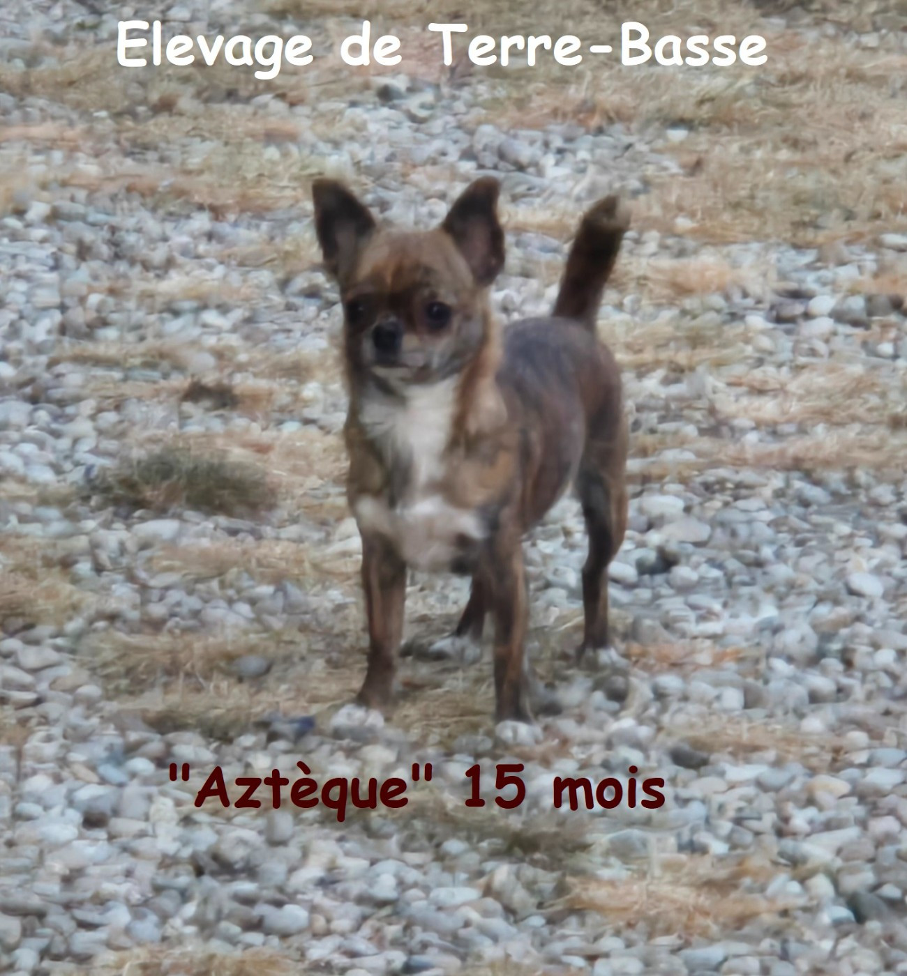 Azteque de terre basse