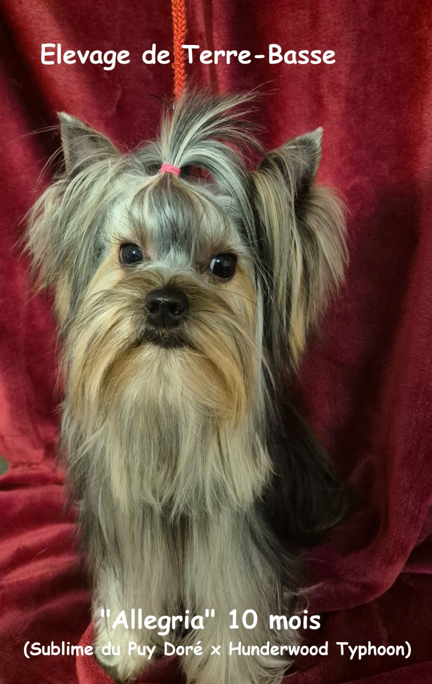 Chienne à vendre 10 mois