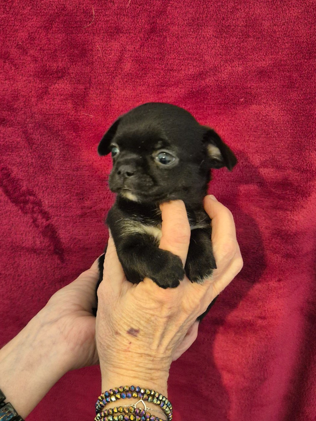 Des bébés au printemps...