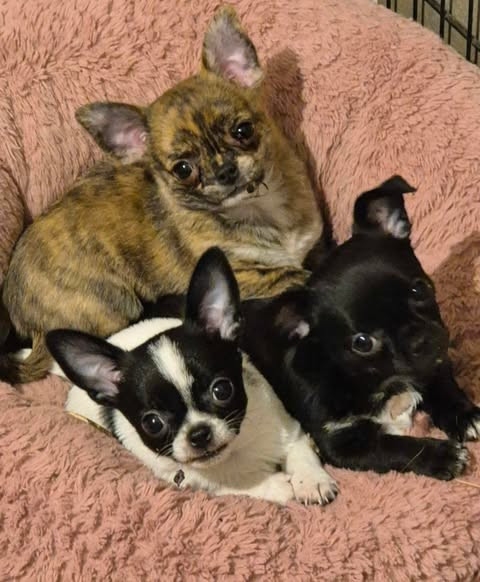 Des bébés au printemps...