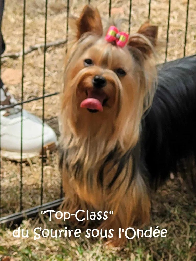 CHIENNE ADULTE A VENDRE