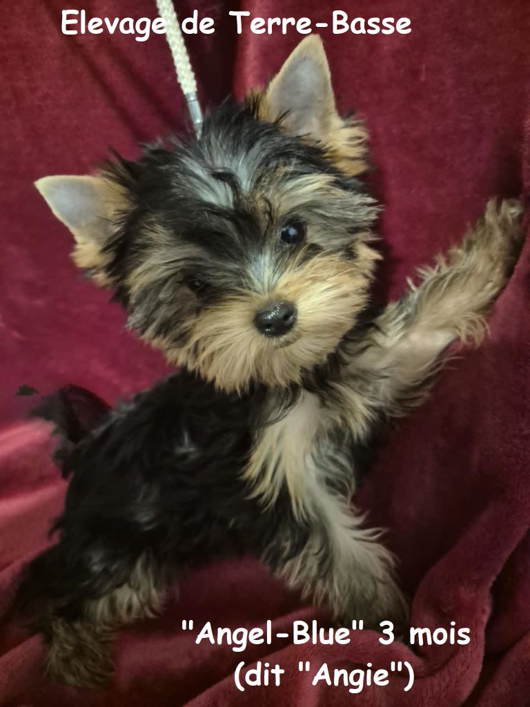 de terre basse - Chiots disponibles - Yorkshire Terrier