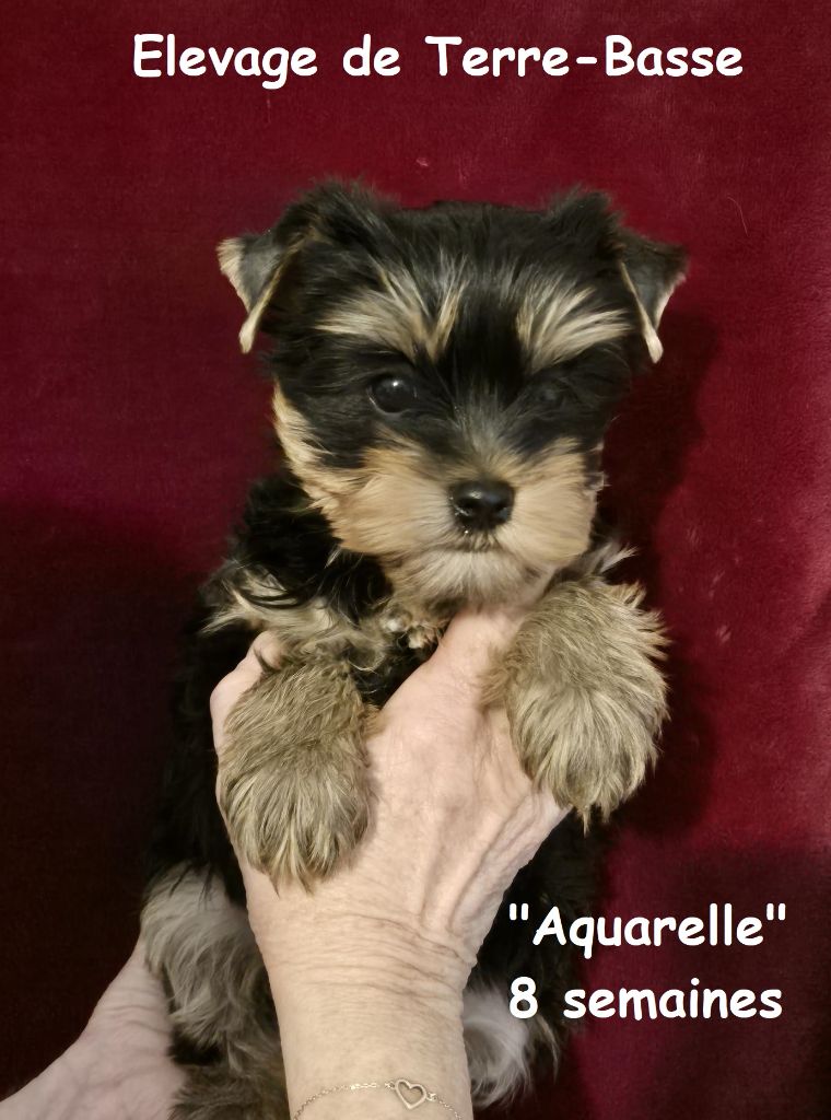 de terre basse - Chiots disponibles - Yorkshire Terrier