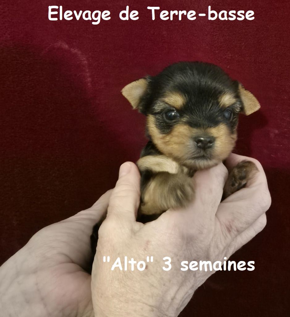 de terre basse - Chiots disponibles - Yorkshire Terrier