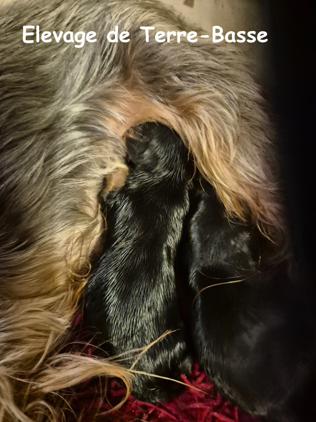 Chiot Yorkshire Terrier de terre basse