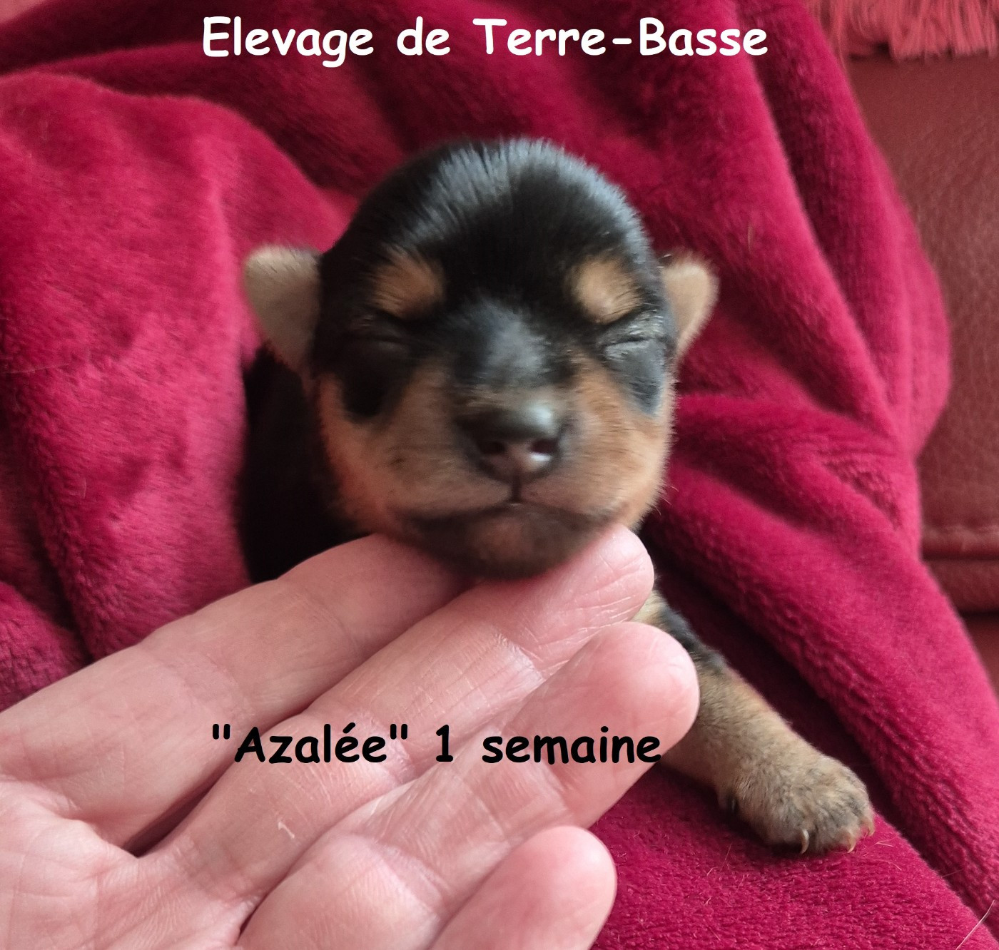 de terre basse - Chiots disponibles - Yorkshire Terrier