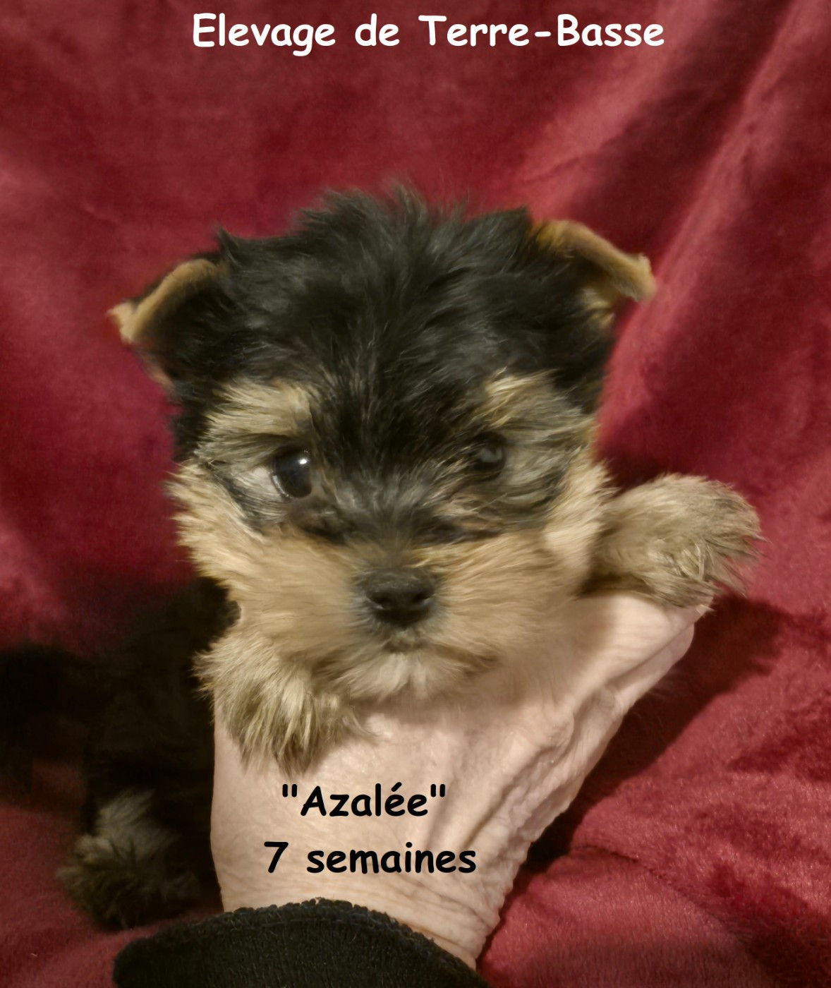 de terre basse - Chiots disponibles - Yorkshire Terrier