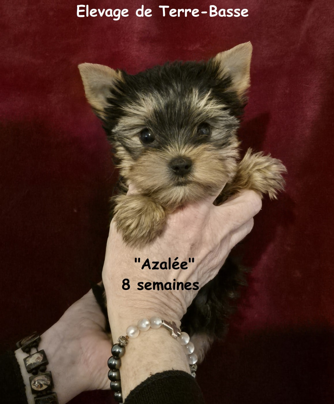 de terre basse - Chiots disponibles - Yorkshire Terrier