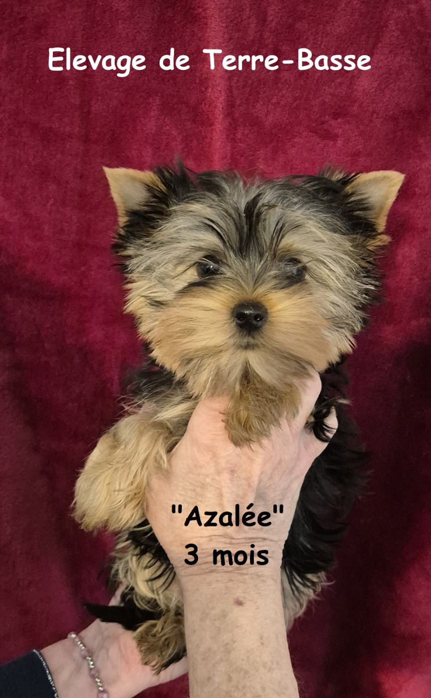 de terre basse - Chiots disponibles - Yorkshire Terrier