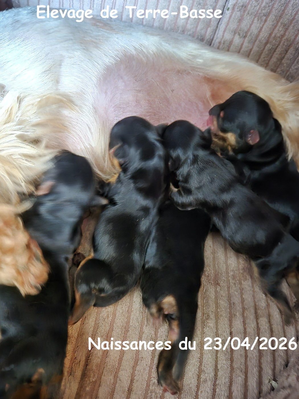 de terre basse - Chiots disponibles - Yorkshire Terrier