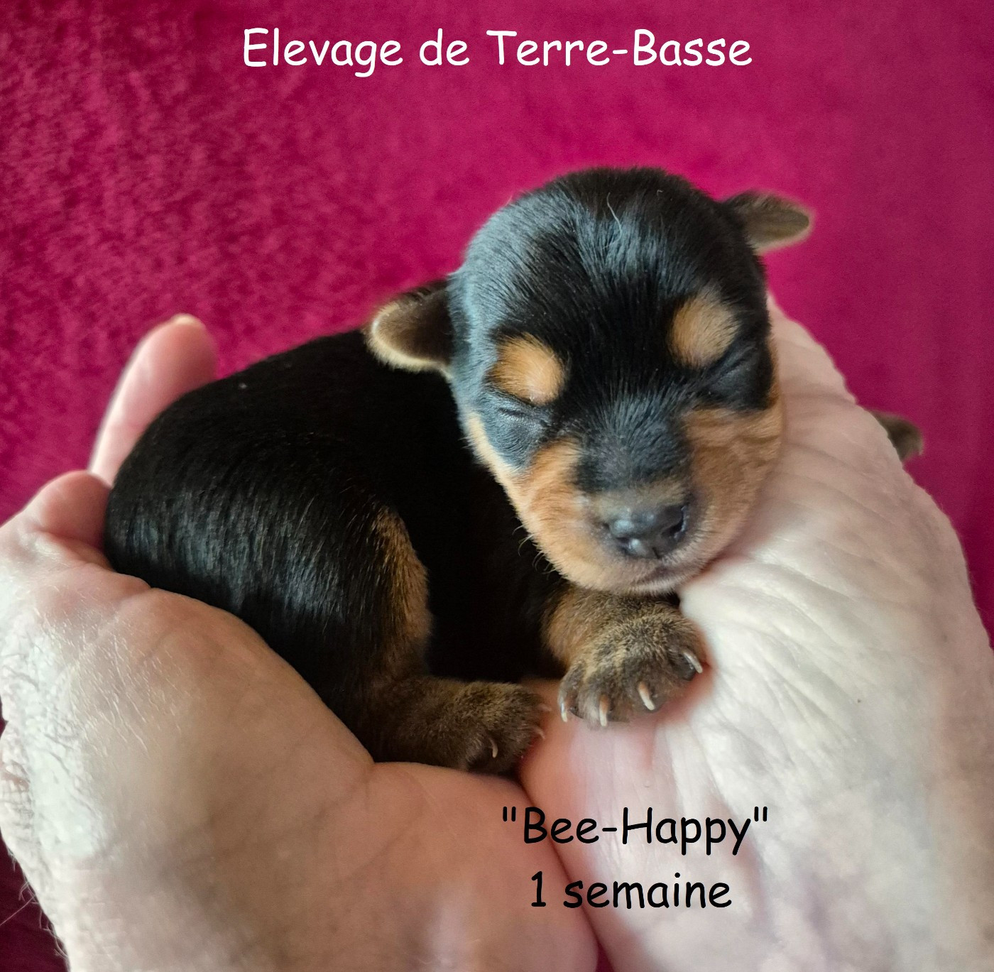 de terre basse - Chiots disponibles - Yorkshire Terrier