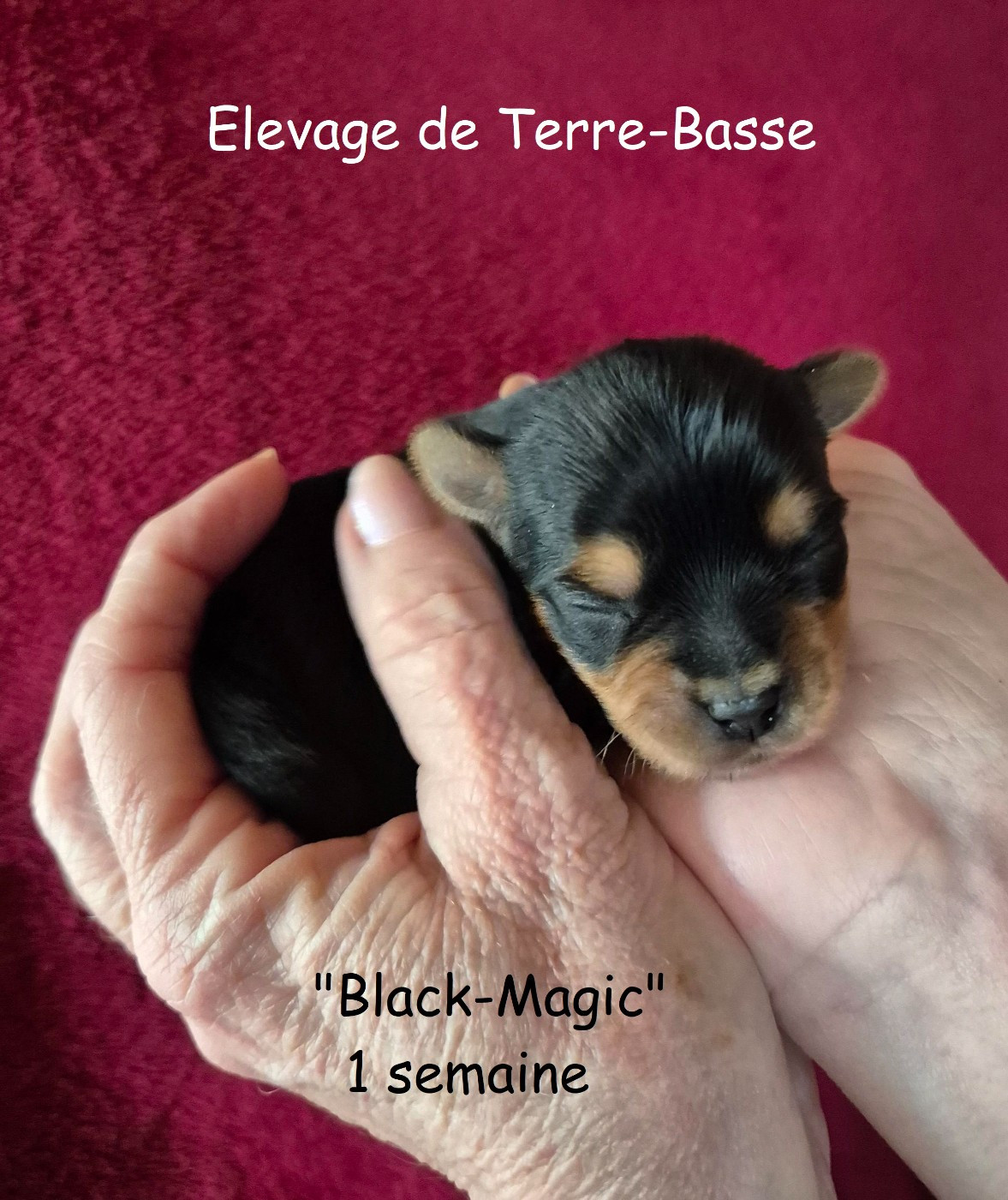 de terre basse - Chiots disponibles - Yorkshire Terrier