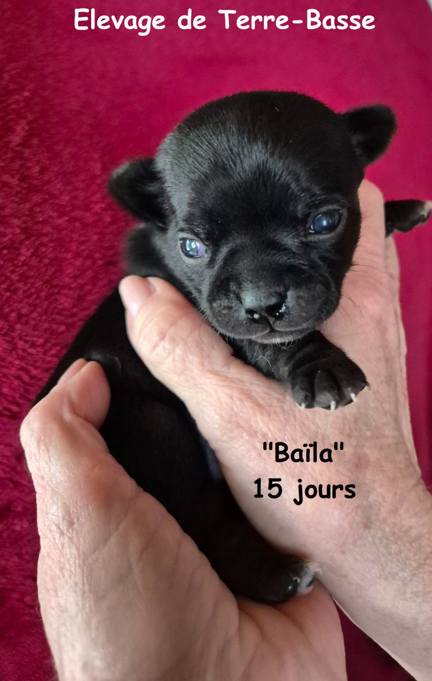 de terre basse - Chiots disponibles - Chihuahua
