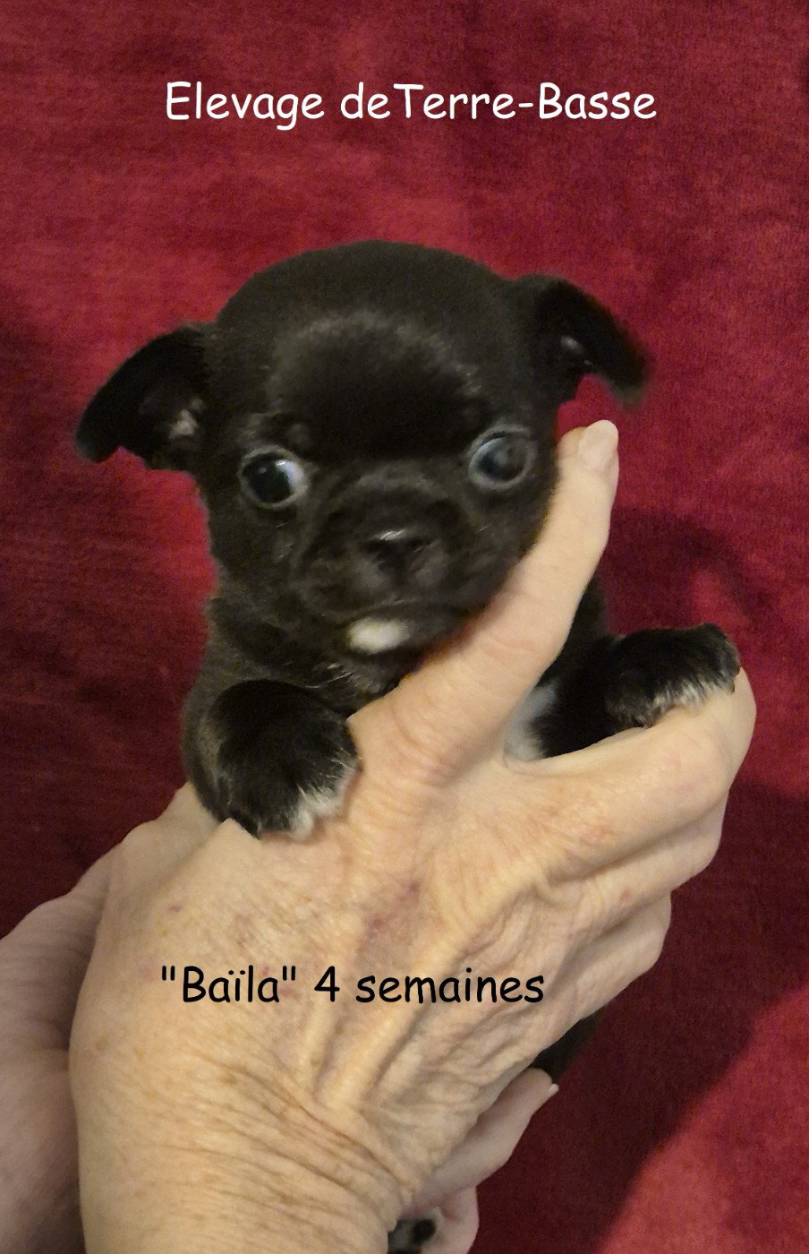 de terre basse - Chiots disponibles - Chihuahua