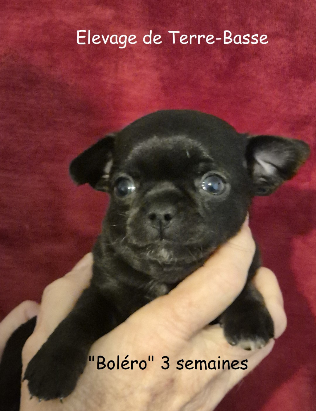 de terre basse - Chiots disponibles - Chihuahua