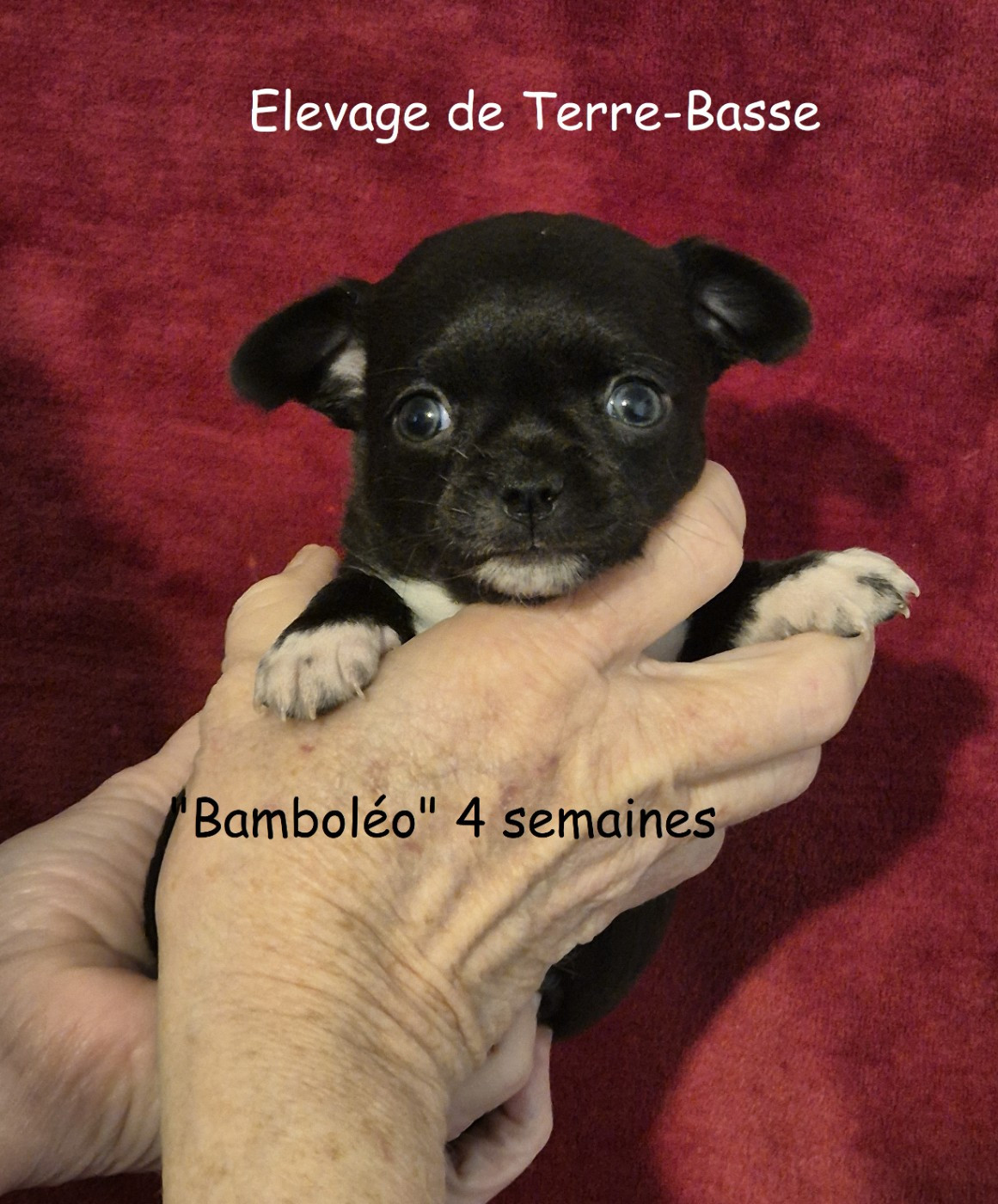 de terre basse - Chiots disponibles - Chihuahua