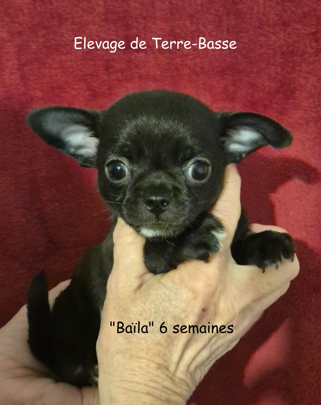 de terre basse - Chiots disponibles - Chihuahua