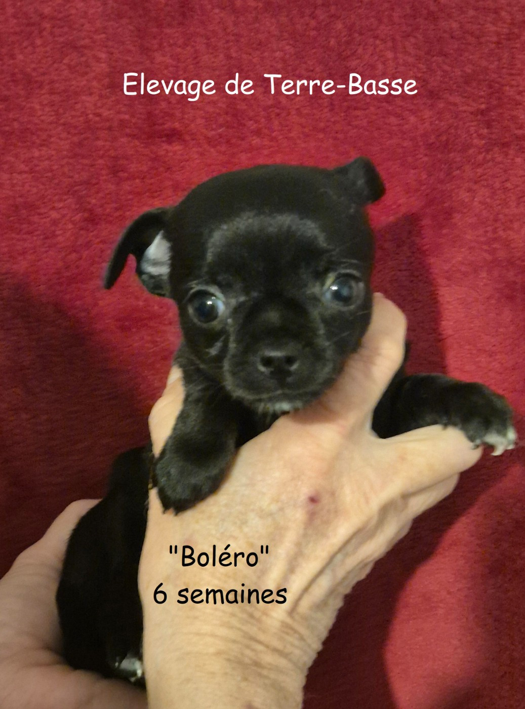 de terre basse - Chiots disponibles - Chihuahua