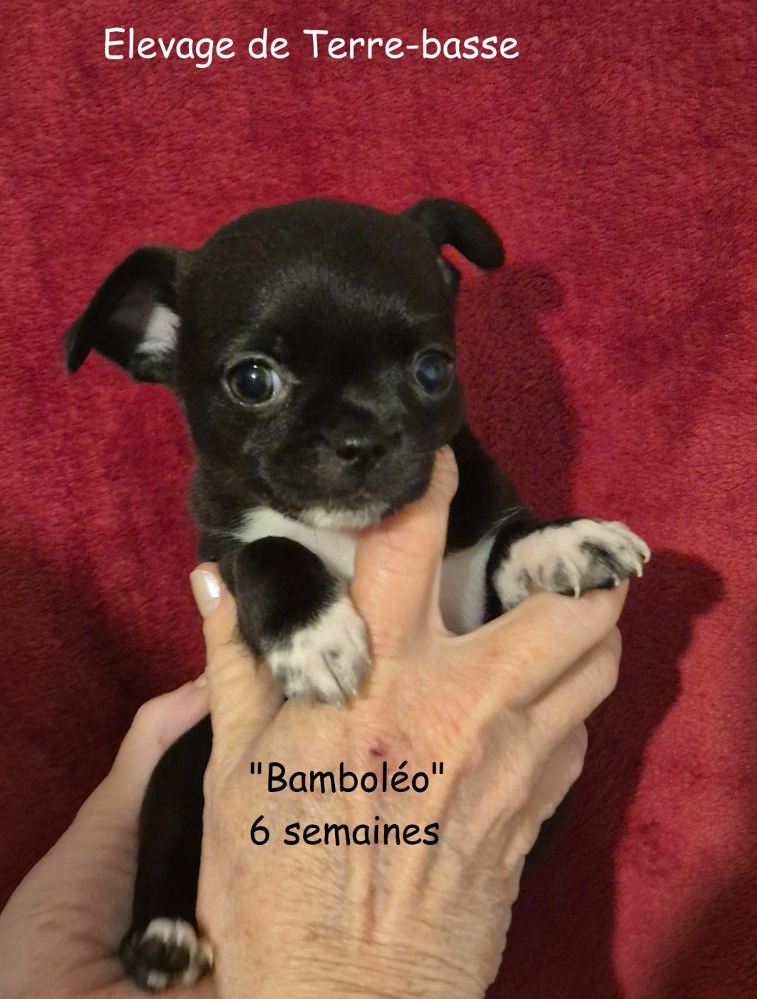 de terre basse - Chiots disponibles - Chihuahua