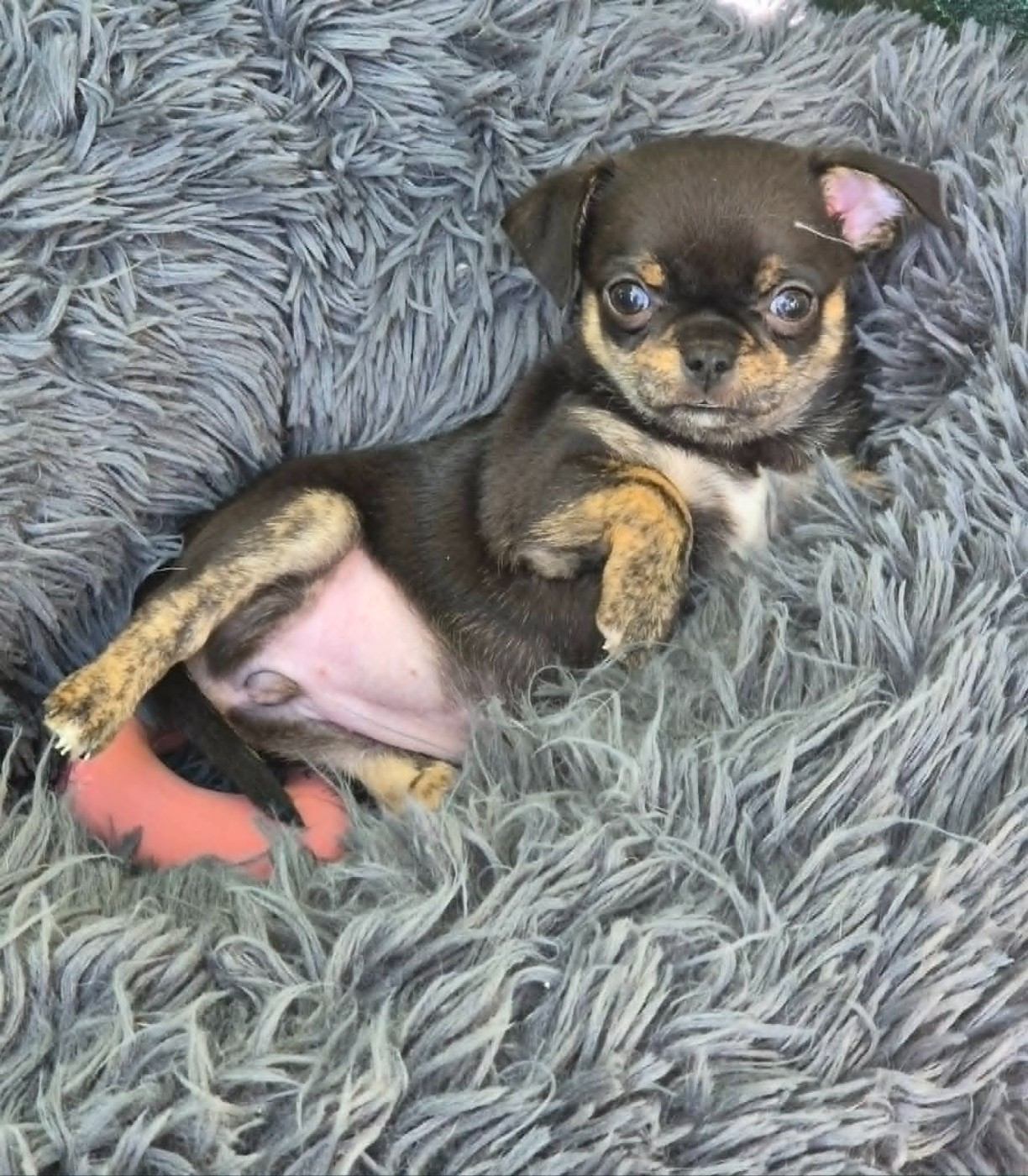 de terre basse - Chiots disponibles - Chihuahua