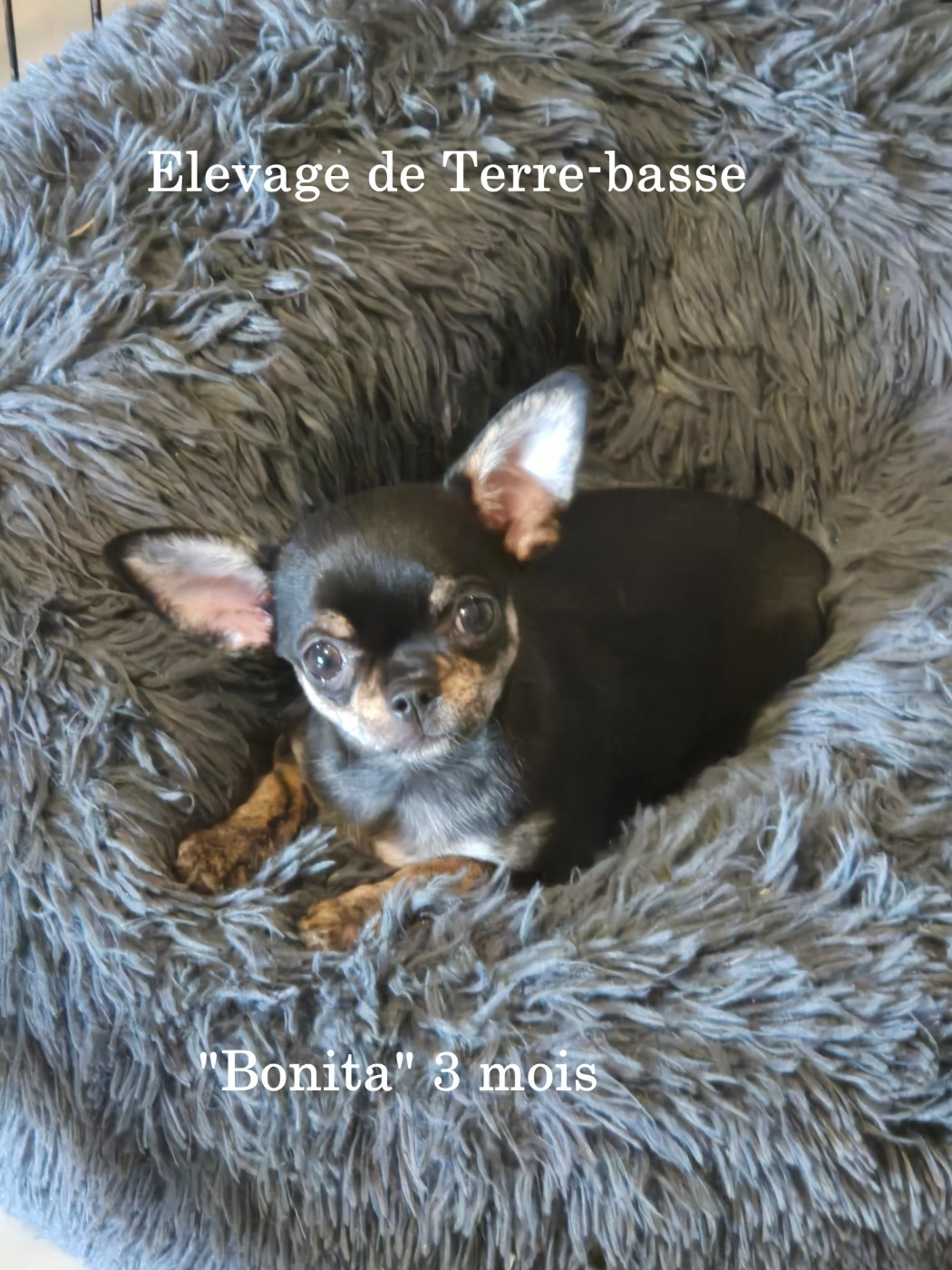 de terre basse - Chiots disponibles - Chihuahua