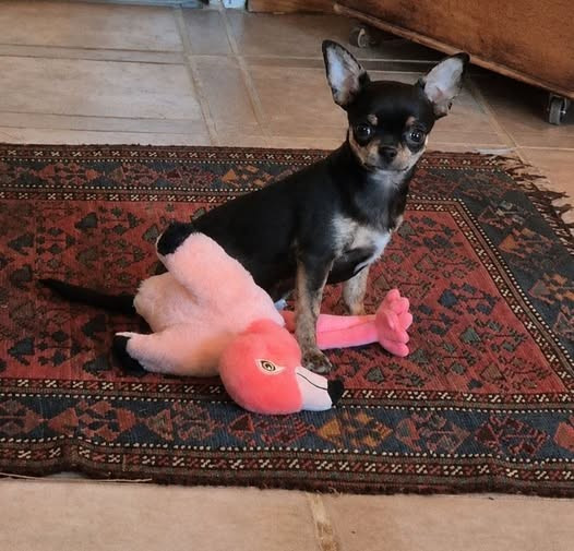 de terre basse - Chiots disponibles - Chihuahua