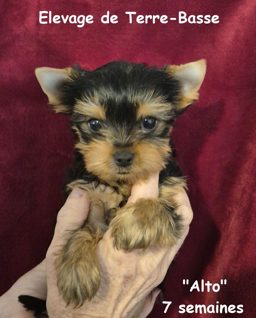 de terre basse - Chiots disponibles - Yorkshire Terrier
