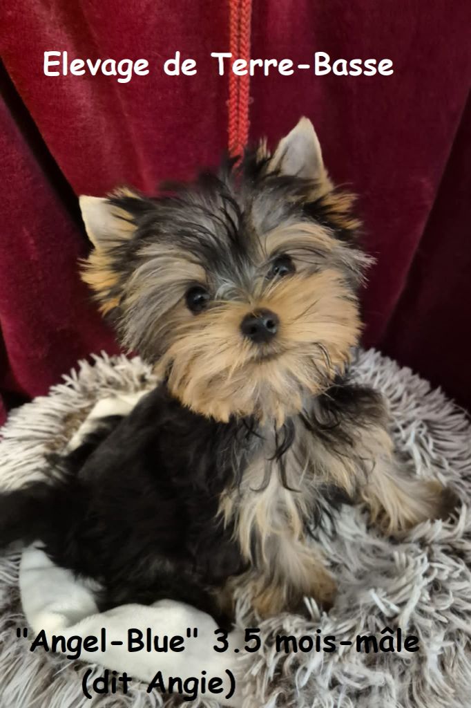 de terre basse - Chiots disponibles - Yorkshire Terrier