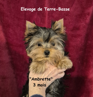 AMBRETTE