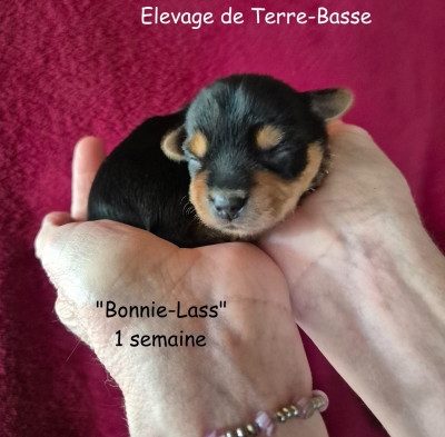 BONNIE LASS