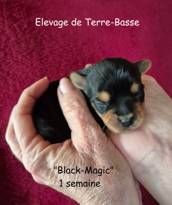 BLACK MAGIC