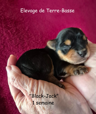 BLACKJACK