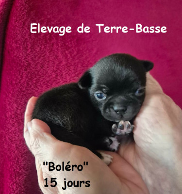 BOLERO