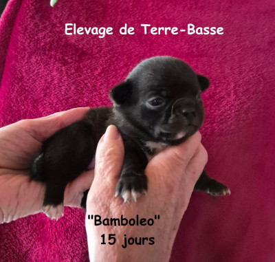 BAMBOLEO