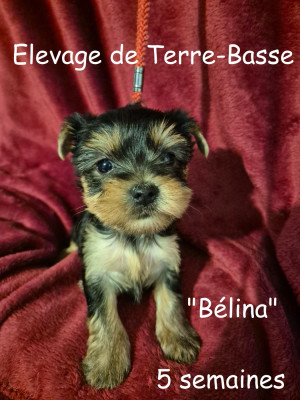 BELINA