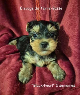 BLACK-PEARL